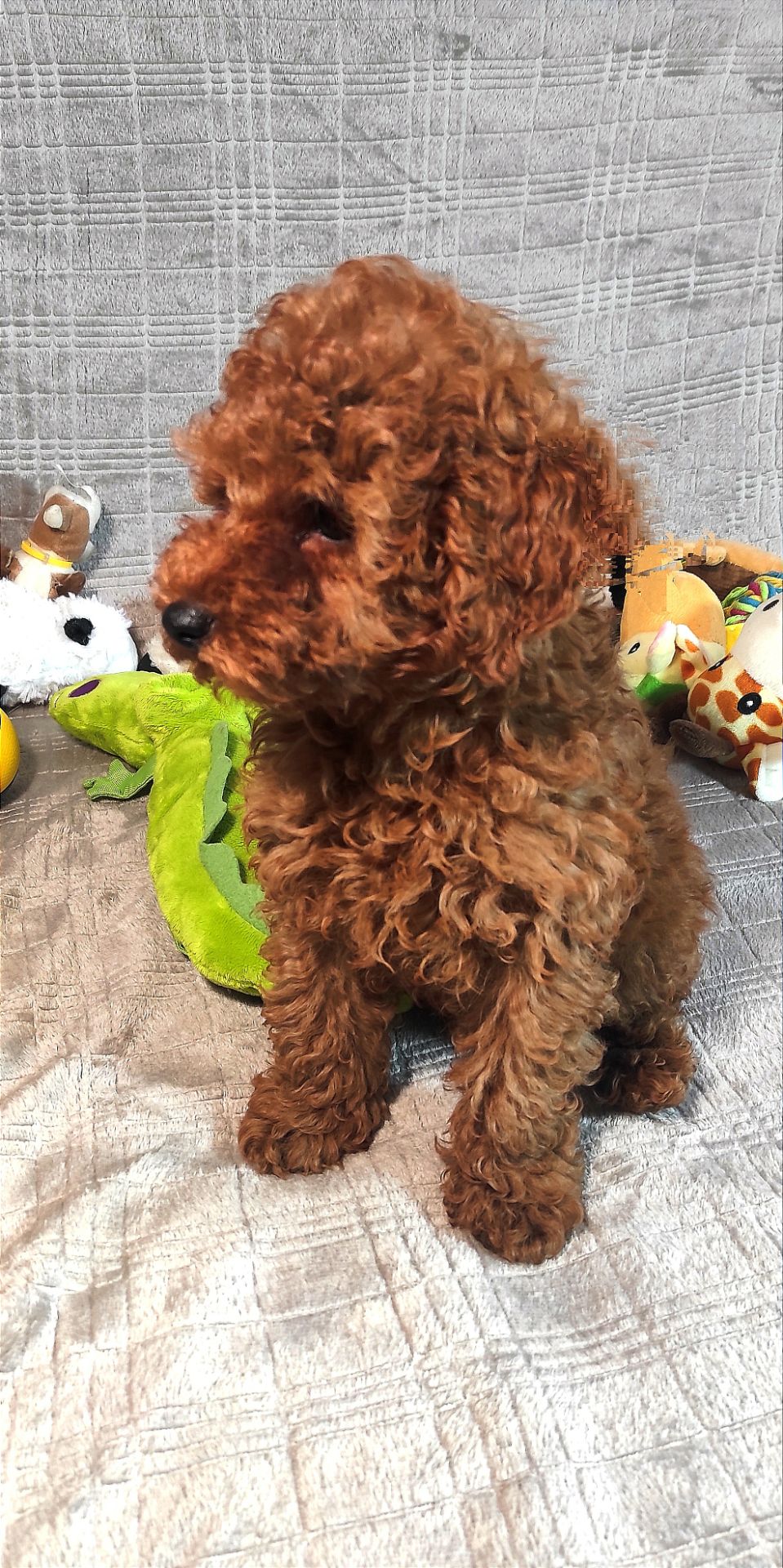 Той Пудель Ред Браун з документами клубу