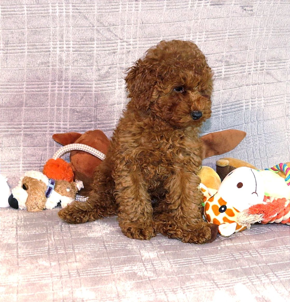 Той Пудель Ред Браун з документами клубу