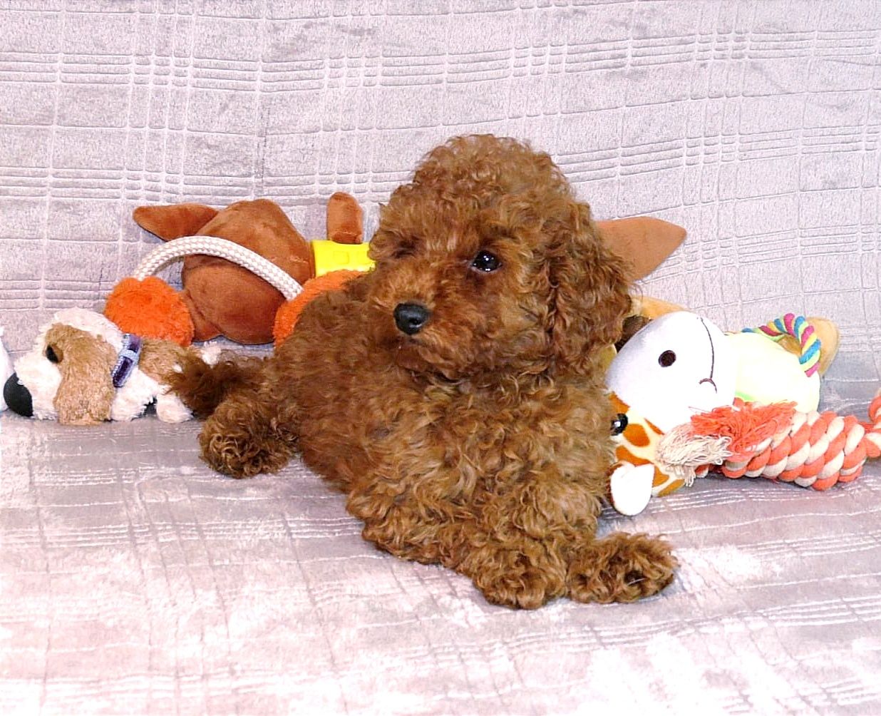 Той Пудель Ред Браун з документами клубу