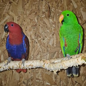 Еклектуси - сформована пара