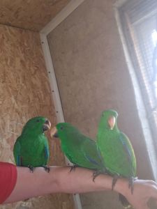 Еклектус - малята викормиші