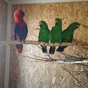 Еклектус - малята викормиші