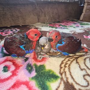 Еклектус - малята викормиші