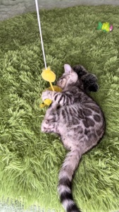 Incredible Bengal Babies Waiting for a Home!