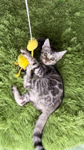 Incredible Bengal Babies Waiting for a Home!