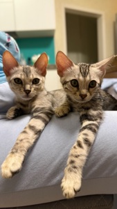 Incredible Bengal Babies Waiting for a Home!