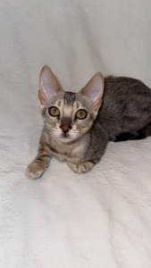 • Amazing Bengals – Your Perfect Kitten!