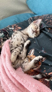 Incredible Bengal Babies Waiting for a Home!