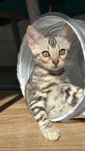 Incredible Bengal Babies Waiting for a Home!