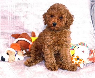 Кращій хлопчик у посліді Той Пудель Ред Браун з документами клубу