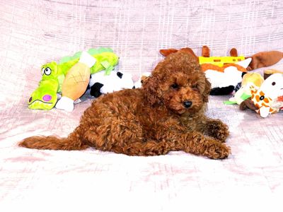 Кращій хлопчик у посліді Той Пудель Ред Браун з документами клубу