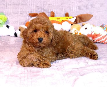 Кращій хлопчик у посліді Той Пудель Ред Браун з документами клубу