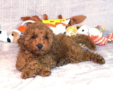 Кращій хлопчик у посліді Той Пудель Ред Браун з документами клубу