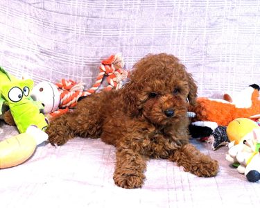 Кращій хлопчик у посліді Той Пудель Ред Браун з документами клубу