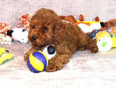 Той Пудель Ред Браун з документами клубу