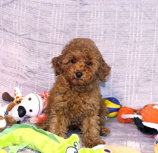 Кращий хлопчик у посліді Той Пудель Ред Браун з документами клубу