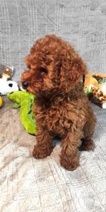 Кращий хлопчик у посліді Той Пудель Ред Браун з документами клубу