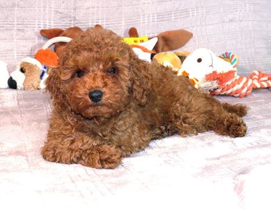 Кращий хлопчик у посліді Той Пудель Ред Браун з документами клубу