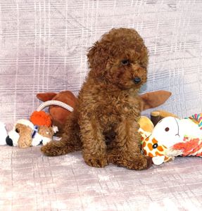 Кращий хлопчик у посліді Той Пудель Ред Браун з документами клубу