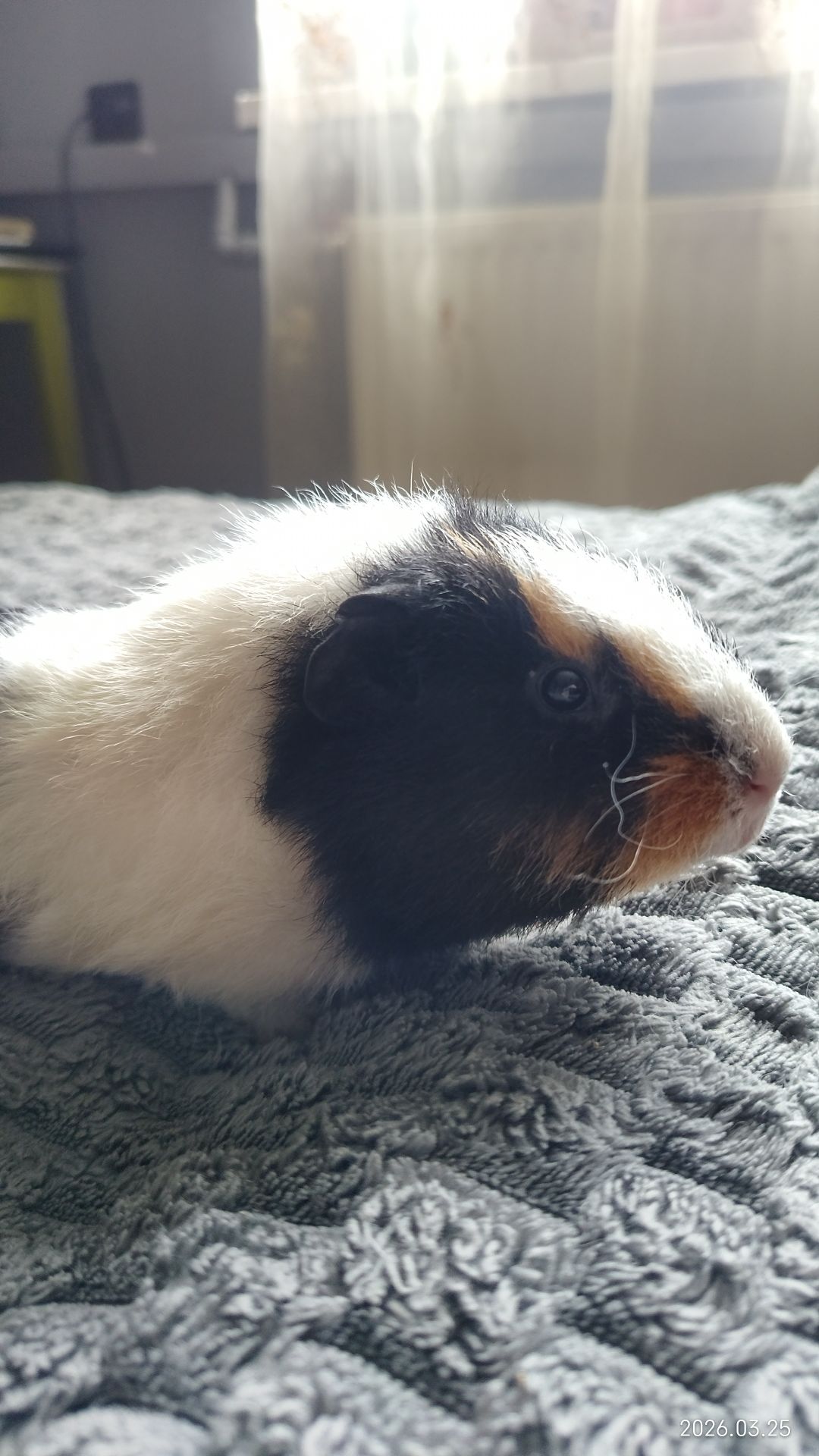 Морская свинка мальчик