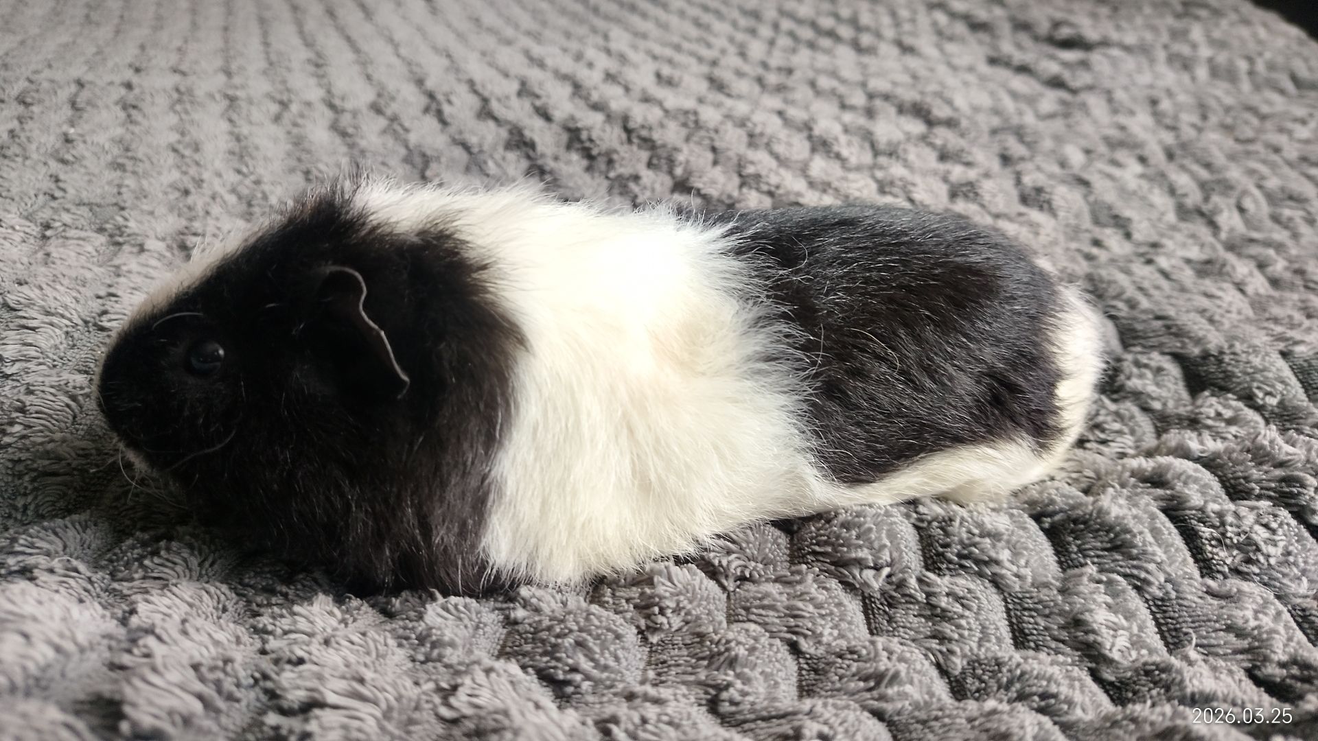 Морская свинка мальчик