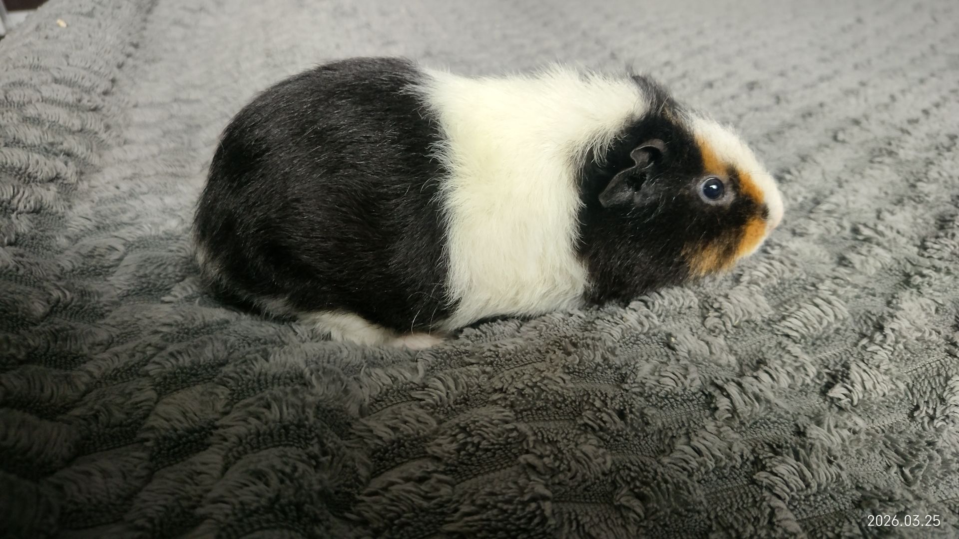 Морская свинка мальчик