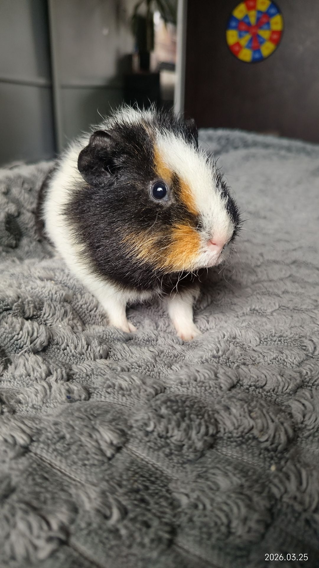 Морская свинка мальчик