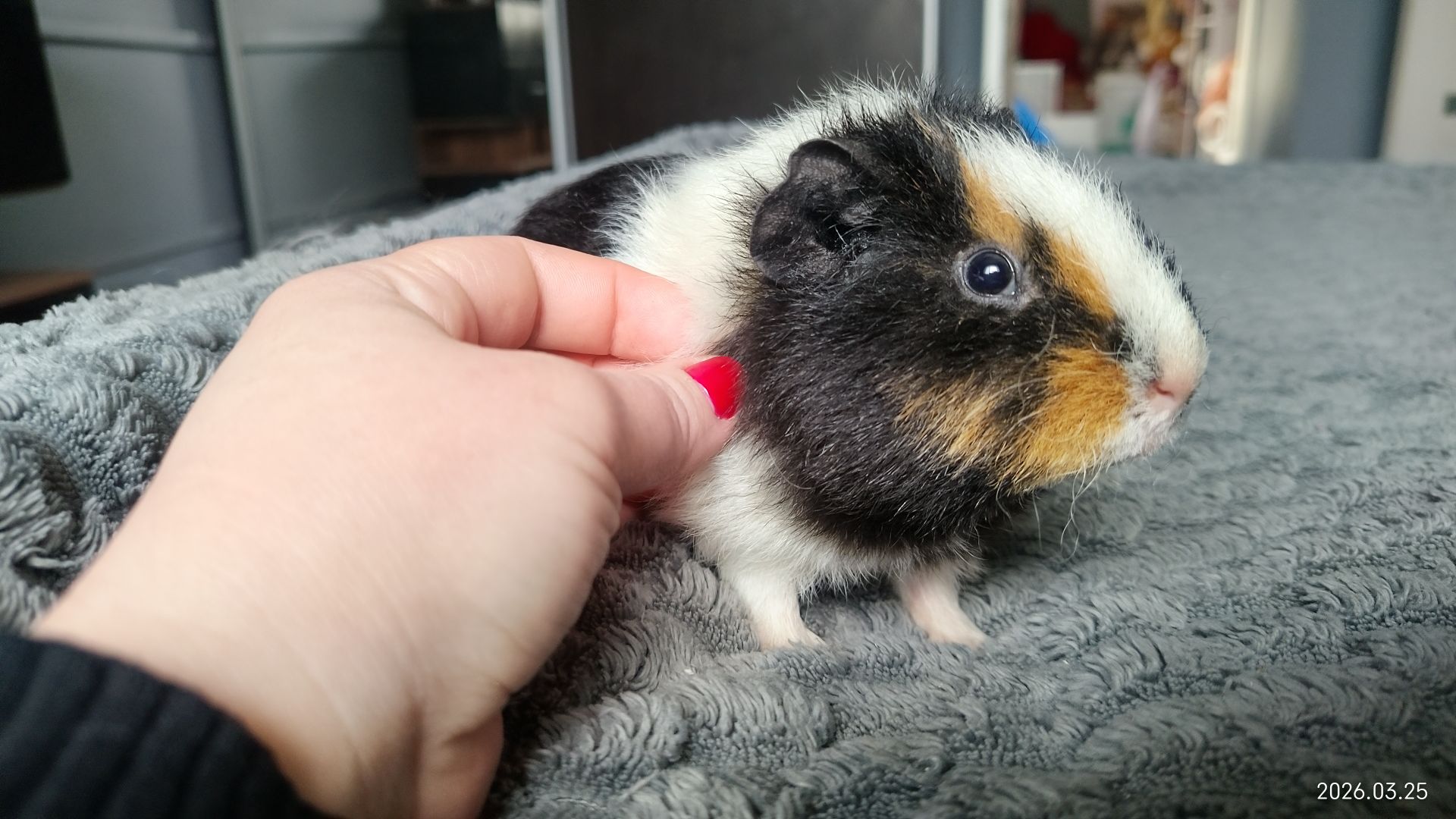 Морская свинка мальчик