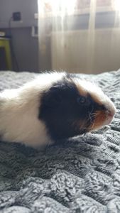 Морская свинка мальчик