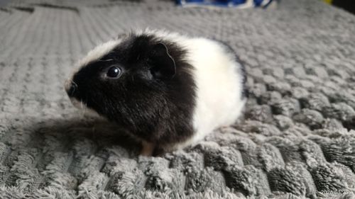 Морская свинка мальчик