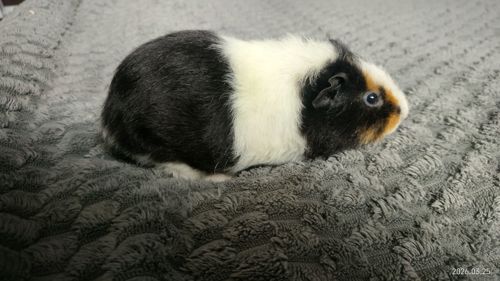 Морская свинка мальчик