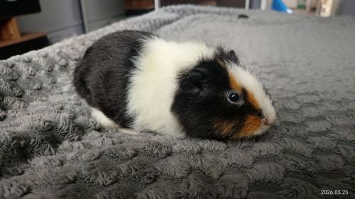 Морская свинка мальчик