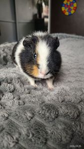 Морская свинка мальчик