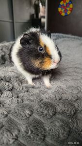 Морская свинка мальчик