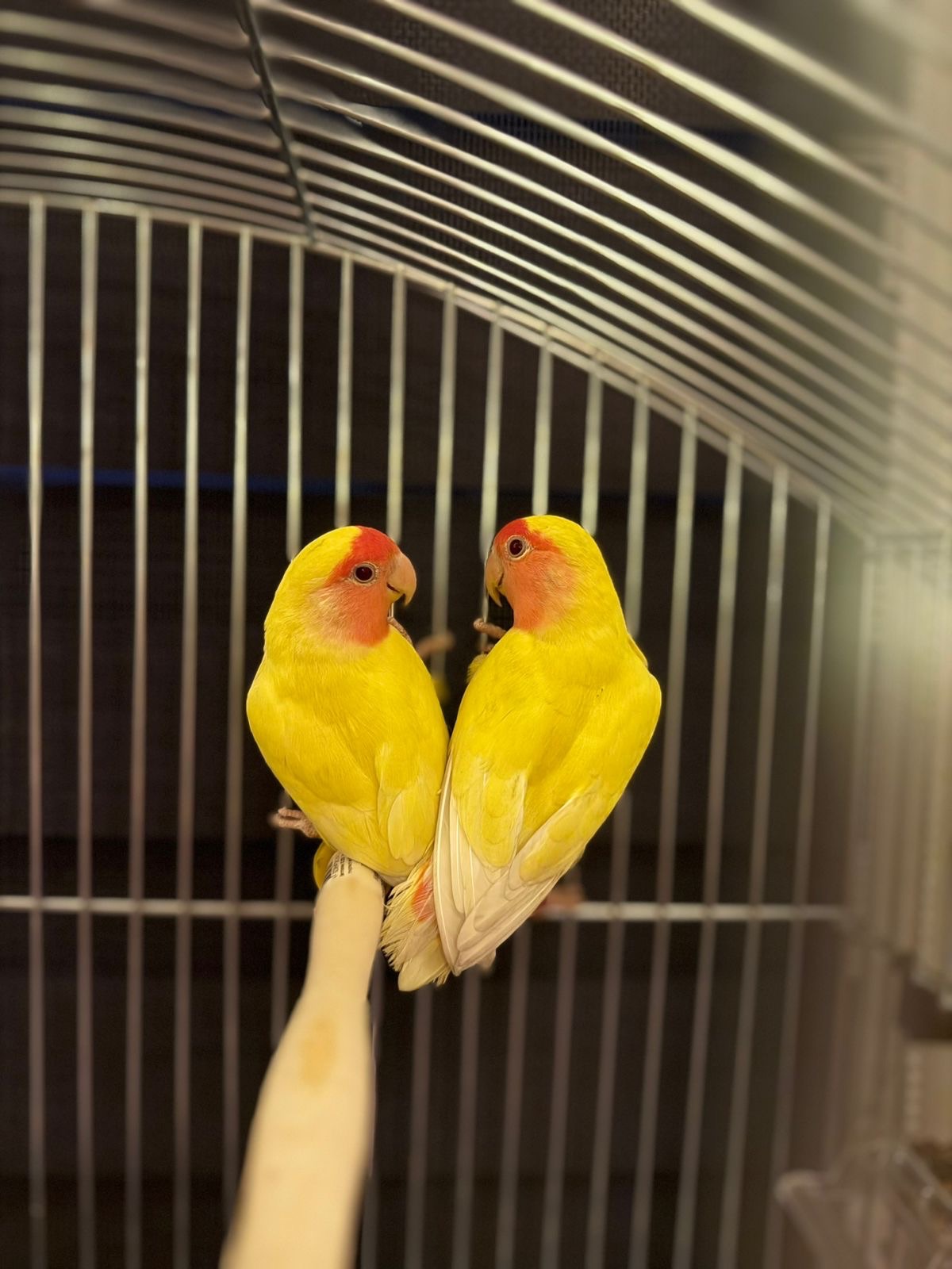 Неразлучники