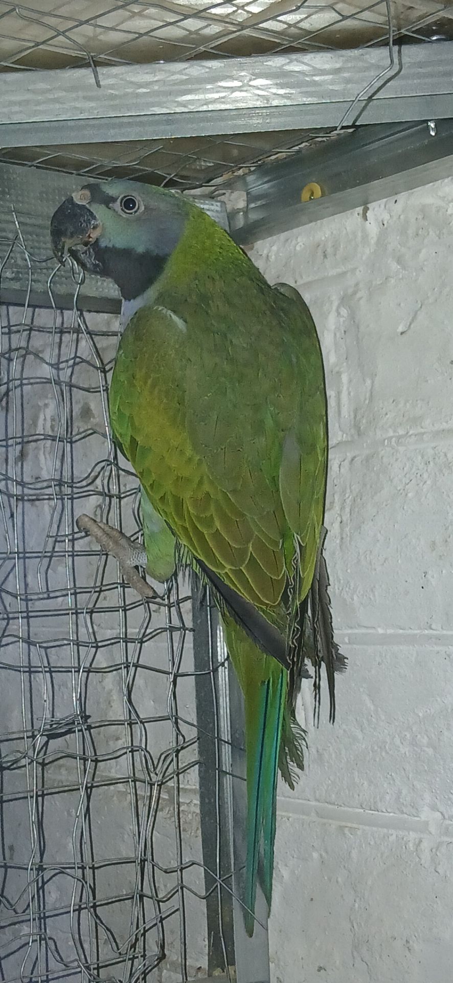 Самка Кільчатого папуги