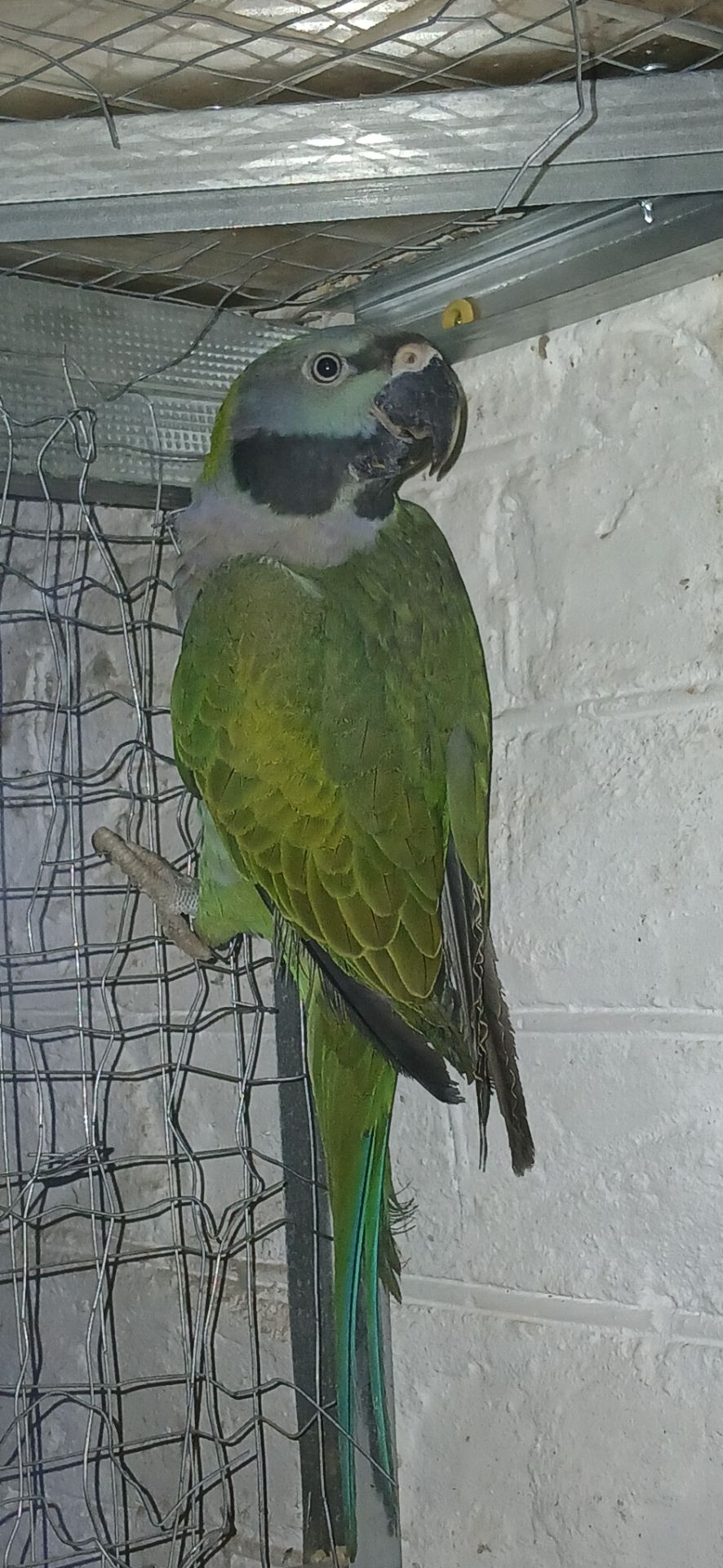 Самка Кільчатого папуги