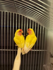 Неразлучники