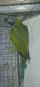 Самка Кільчатого папуги