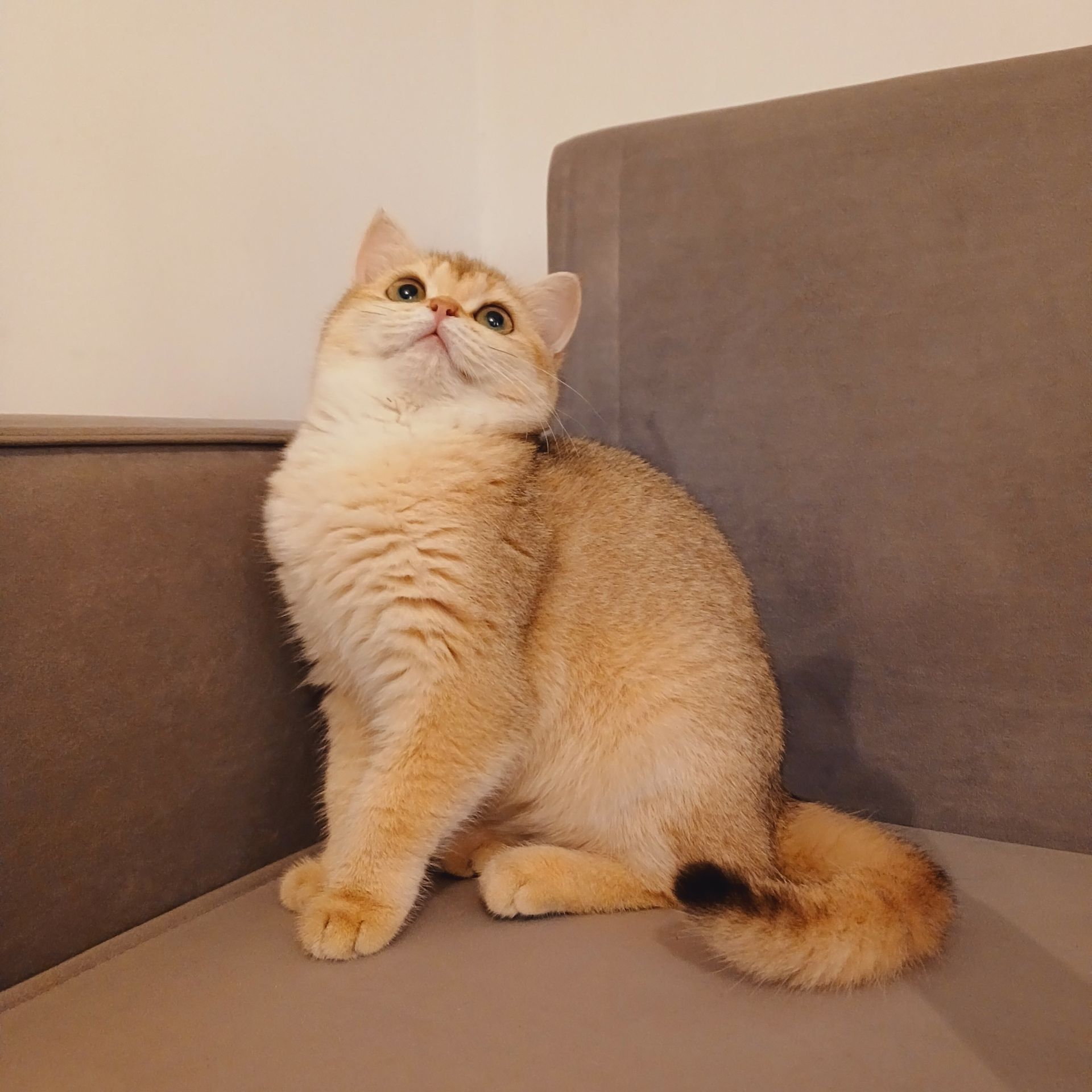 Британська короткошерста дівчинка