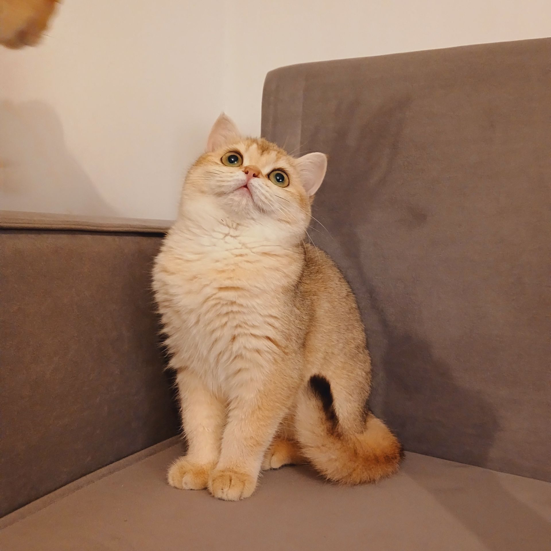 Британська короткошерста дівчинка