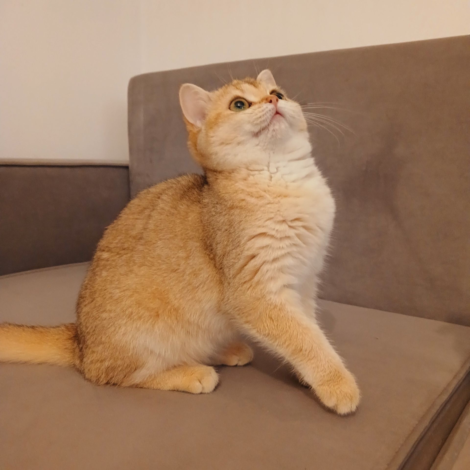 Британська короткошерста дівчинка