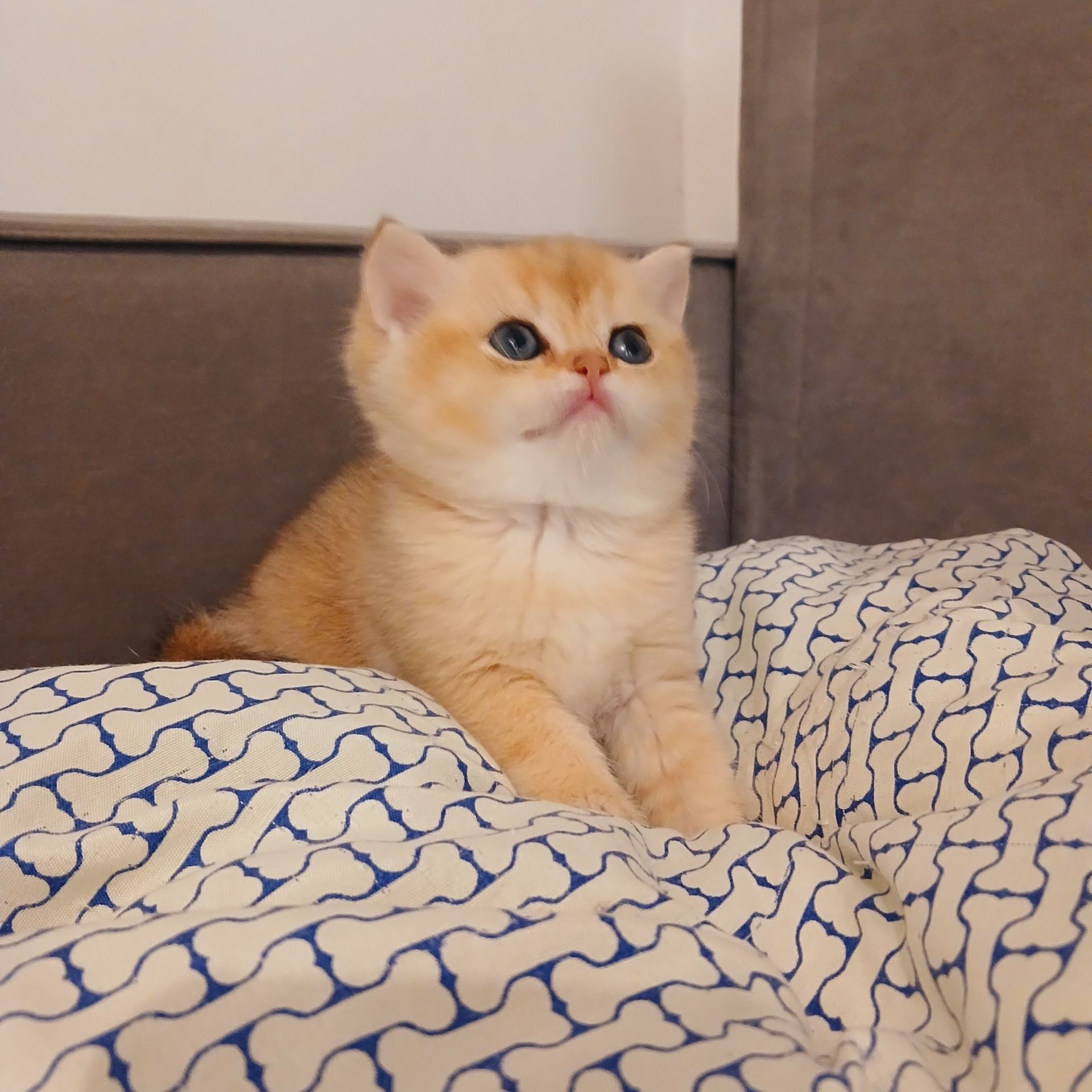 Золоті кошенята британські