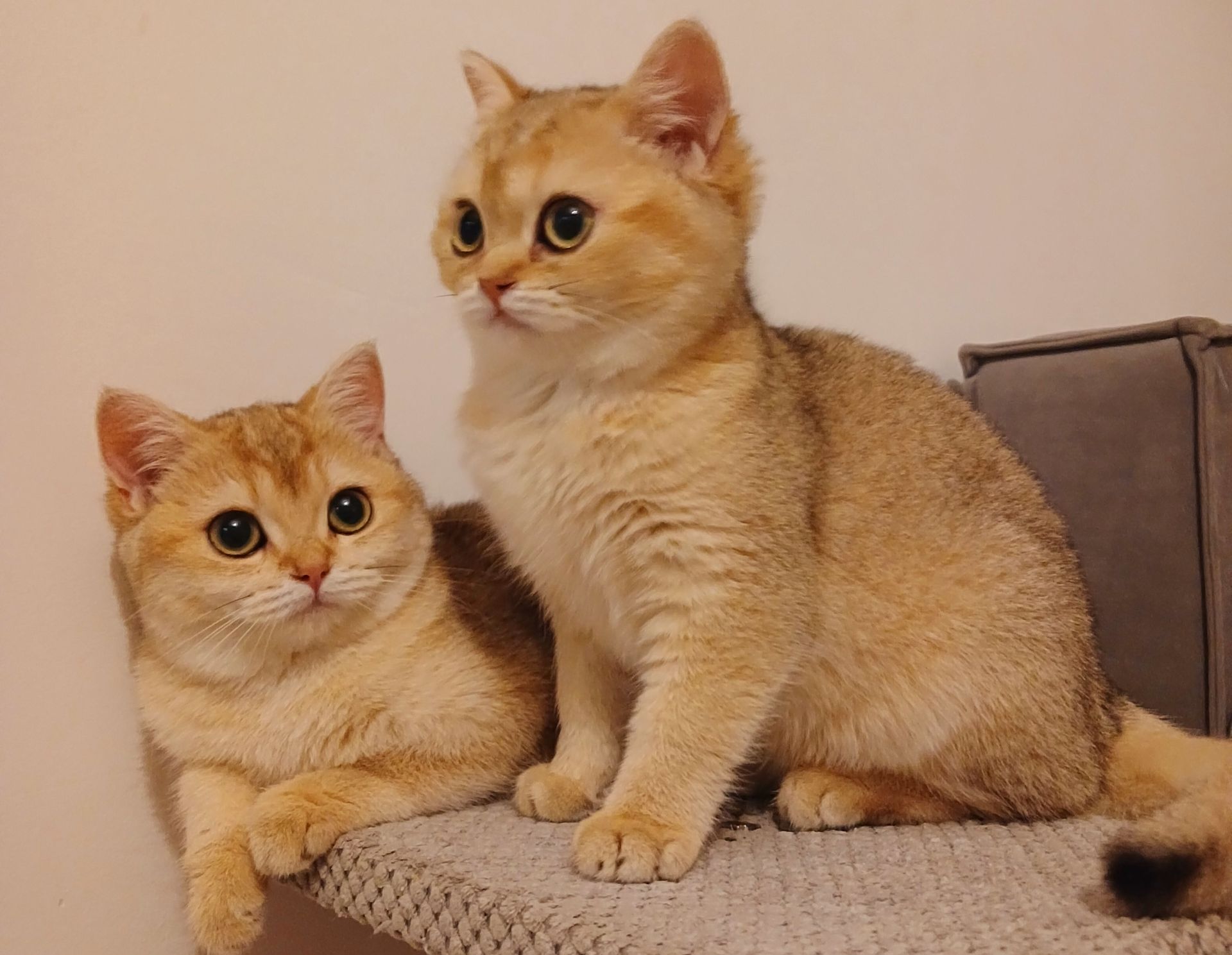 Золоті кошенята британські