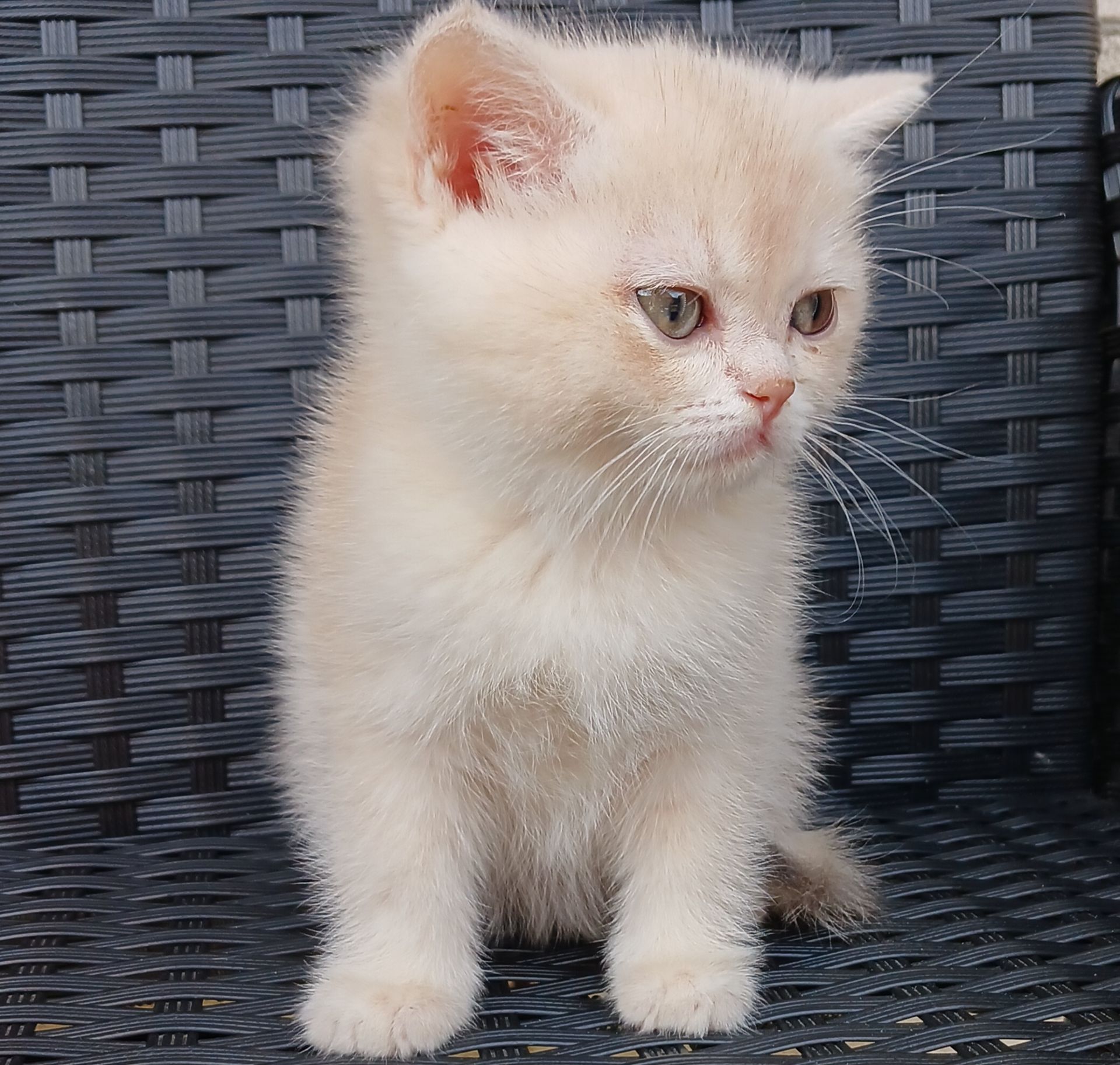 Золоті кошенята британські