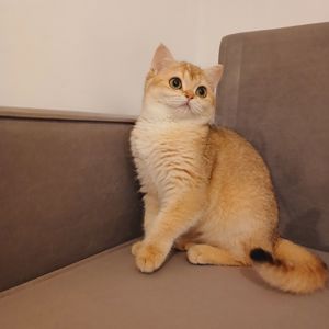 Британська короткошерста дівчинка