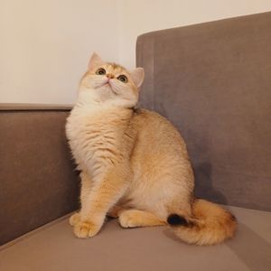 Британська короткошерста дівчинка