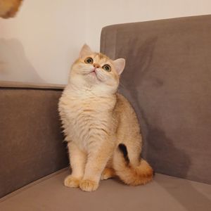 Британська короткошерста дівчинка