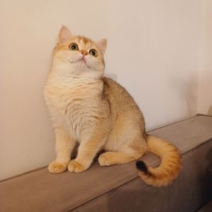 Британська короткошерста дівчинка