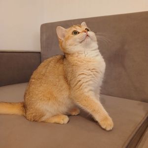 Британська короткошерста дівчинка